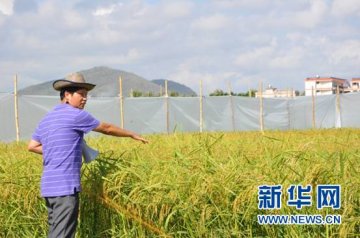 小种子里有大学问 中种公司以科技助力现代农业发展