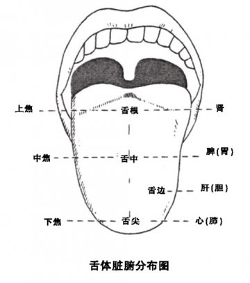 舌尖上的辨证