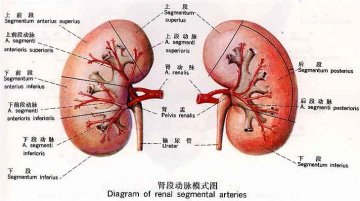 保护好您的身体“净水机”--肾