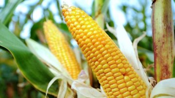 法国行政法院取消美国一公司转基因玉米种植禁令