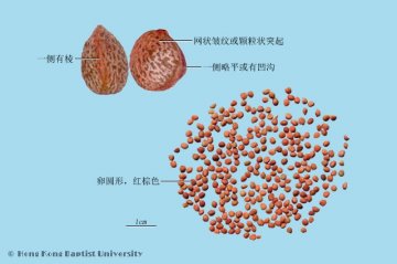 楮实子（Chushizi）中药材鉴别照片