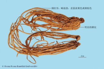龙胆（Longdan）中药材鉴别照片