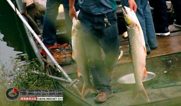 湖南湘江河段 数吨死鱼漂起