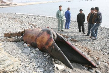 市民在海滩上发现鲸鱼头 疑其被切割