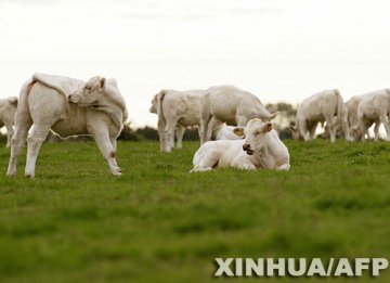 比利时自12日以来又有6个养殖场发现蓝舌病病例