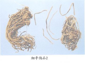 细辛伪品（2）--鹿蹄囊吾（Lutituowu）