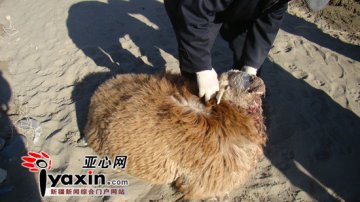 家狗变饿狼夜袭羊群致数百只羊死伤