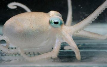 南极海域发现章鱼新物种 毒液零度以下仍有效