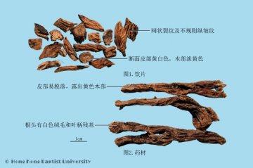白头翁（Baitouweng）中药材鉴别照片