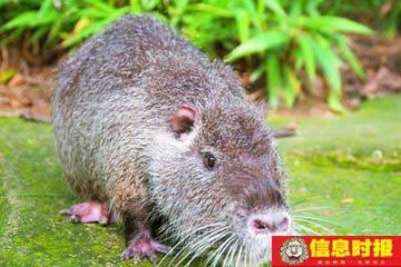 主人为12公斤巨鼠设擂台挑战天下猫