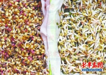 豆芽喷生长剂后又白又胖 吃多容易致癌