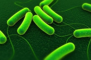 科学家用大肠杆菌生产生物柴油