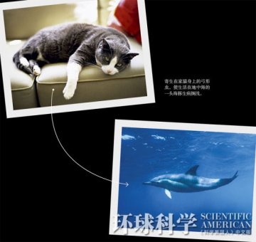 陆地疾病流入海洋：猫咪排泄物害死海豚