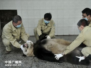 熊猫在麻醉剂的作用下睡着了