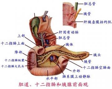 胆十二指肠胰腺前面观
