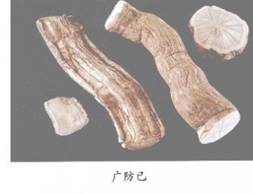 广防己（Guangfangji）Radix Aristolochiae Fangchi