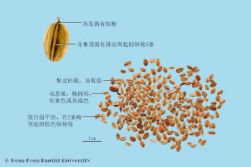 蛇床子（Shechuangzi）中药材鉴别相册