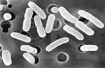 人类可借鉴 向微生物学习“理性决策”