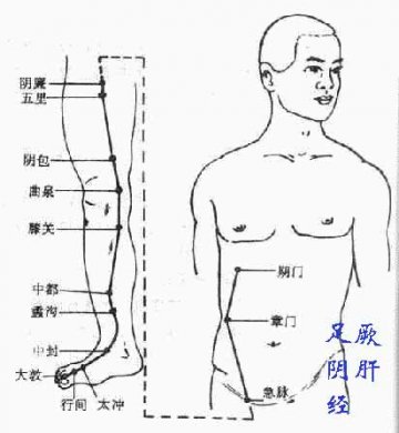 足厥阴肝经