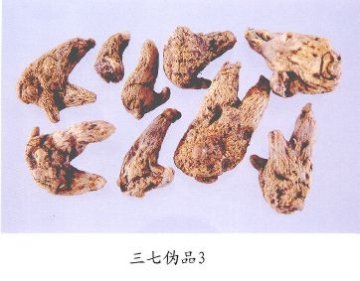 三七伪品（3）--白芨（Baiji）