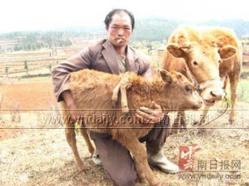 牛犊背部多出两条腿吸引村民观看