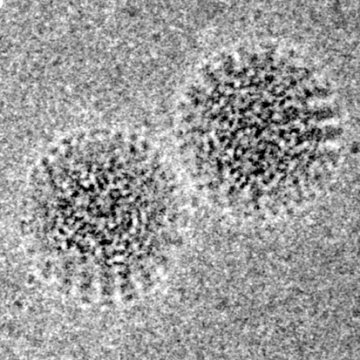 科学家首次确认致儿童严重腹泻病原体
