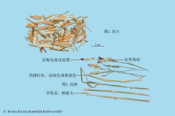 瞿麦（Qumai）中药材鉴别照片