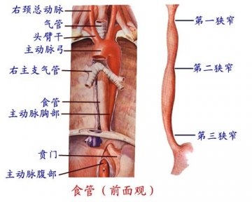 食管前面观