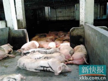 广州生猪要有“耳钉” 还要有检疫证明