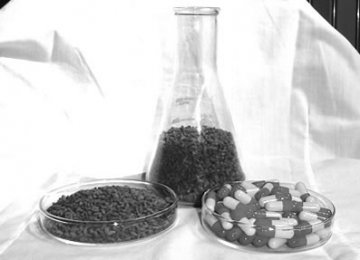 分子生物学或成红曲菌研究新契机
