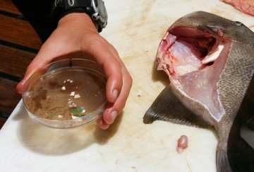 美研究表明：大西洋垃圾带塑料或被鱼类吃掉