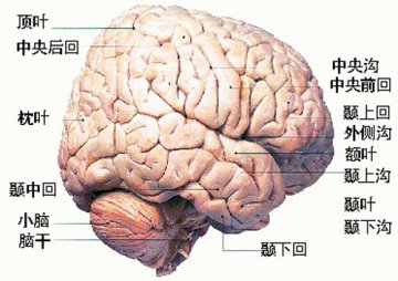 大脑是个贪吃鬼