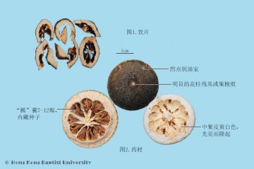 枳壳（Zhiqiao）中药材鉴别照片