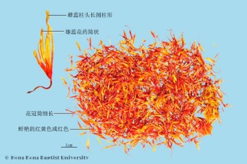 红花（Honghua）中药材鉴别相册