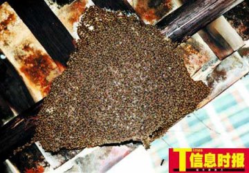 消防队员两小时清除巨型蜂窝