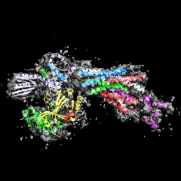 科学家破译DNA转录“控制器”关键结构