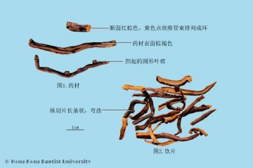 骨碎补（Gusuibu）中药材鉴别照片