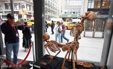 美国纽约性爱骷髅展：各种性姿态