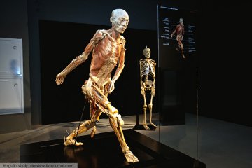 俄举办极具争议防腐人体展