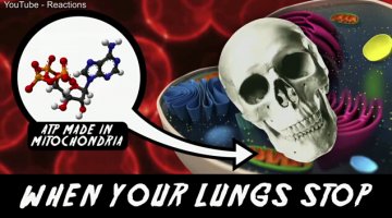 美化学学会发视频揭秘人体死后化学变化
