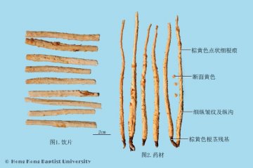 北沙参（Beishashen）中药材鉴别照片