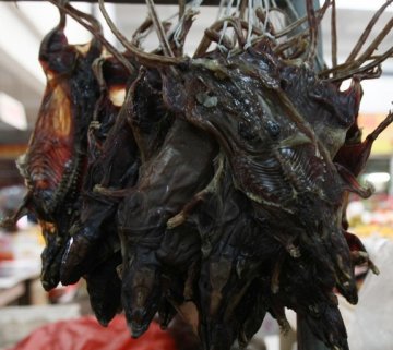 传“鼠干”补肾受欢迎 老鼠真的能吃吗 (1/10)