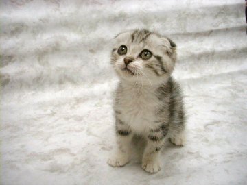 给猫一个家--北医爱心社关爱流浪猫活动掠影