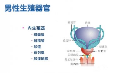 男性生殖系统：内生殖器