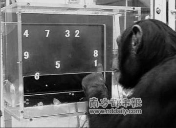黑猩猩击败人类记忆力比赛冠军