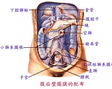 腹后壁腹膜