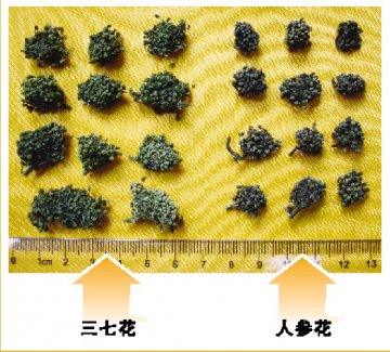 人参花少柱分离三七花多柱合生