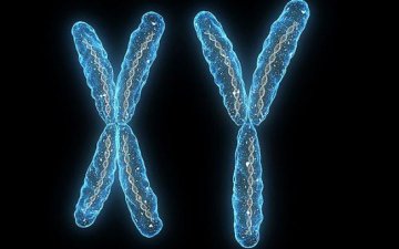 美科学家驳斥雄性染色体危机 称衰落趋势已遏制
