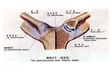 胸锁关节（前面观）