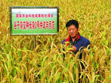 我国第一个中晚熟谷子杂交种问世